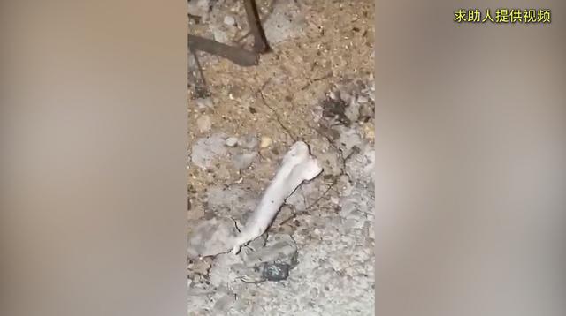 KAIYUN：宠物殡葬店开在居民楼下随意焚烧动物遗体(图5)