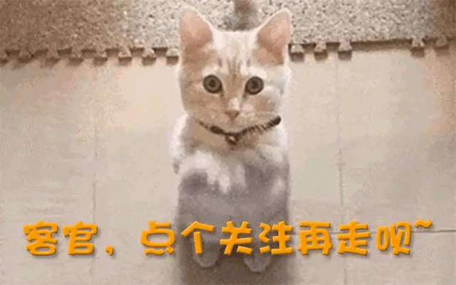 太寒酸！大S墓地与邓丽君为邻塔葬规格曝光网友直呼：鸽子笼(图24)