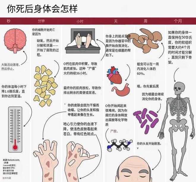 为何说土葬比火葬更可怕？尸体下葬后的一个月到底发生了什么？(图17)