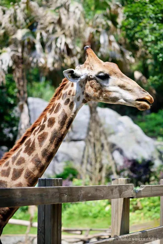 当“端午”遇上“六一”！怀化文旅活动这样安排→(图4)