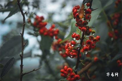 KAIYUN：人死不满一年不能看墓地吗墓地风水最佳坐向(图2)