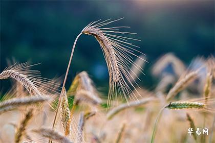 2024年立碑黄道吉日一览表2024年立碑迁坟吉日（80天）(图2)