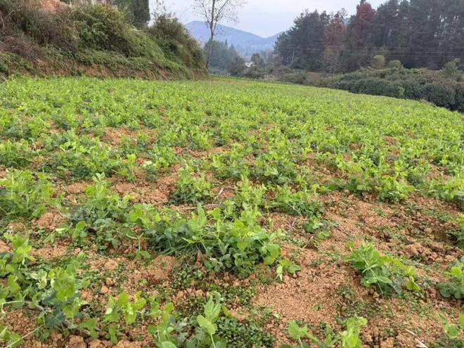 KAIYUN入口：并非迷信！寒衣节将至“双春闰月不上坟”寒衣节上不上坟？(图2)