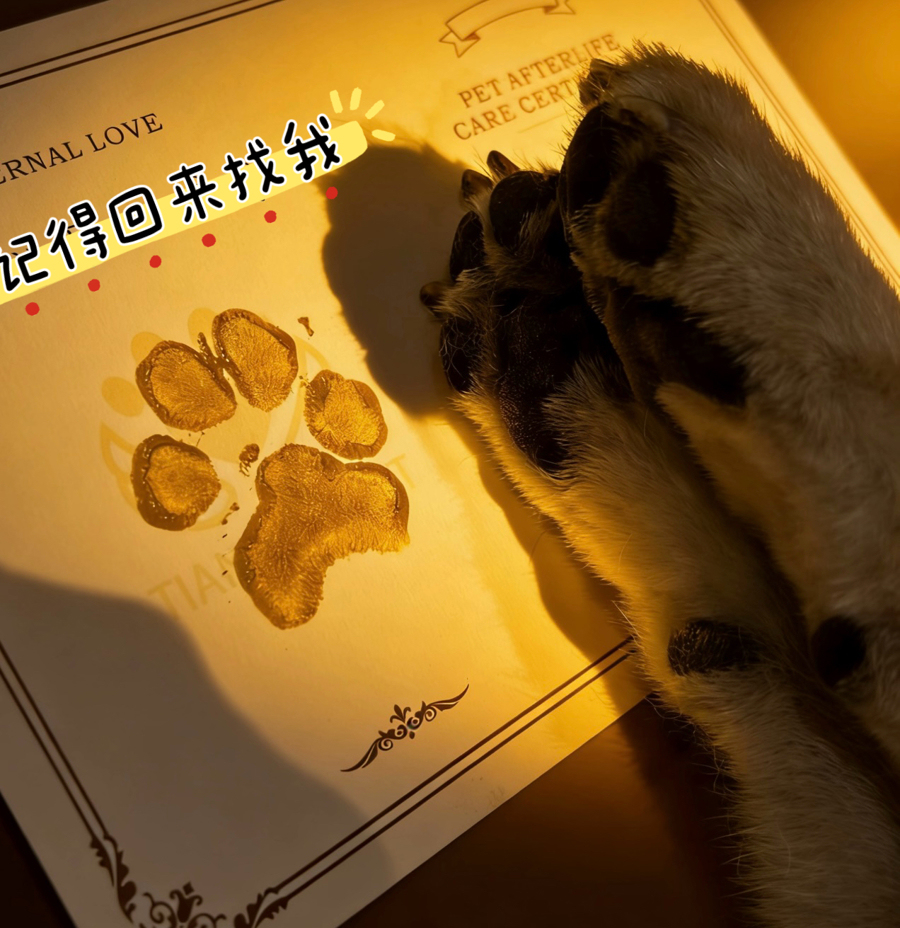 宠物“身后事”成新蓝海！沪人大代表：千亿级市场呼唤规范与监管(图1)