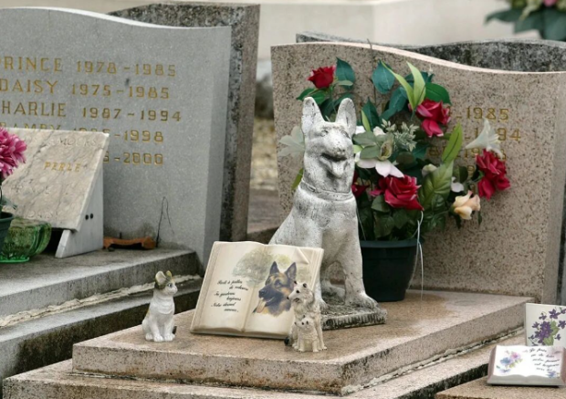 KAIYUN：“毛孩子”的身后事里藏着大生意(图13)