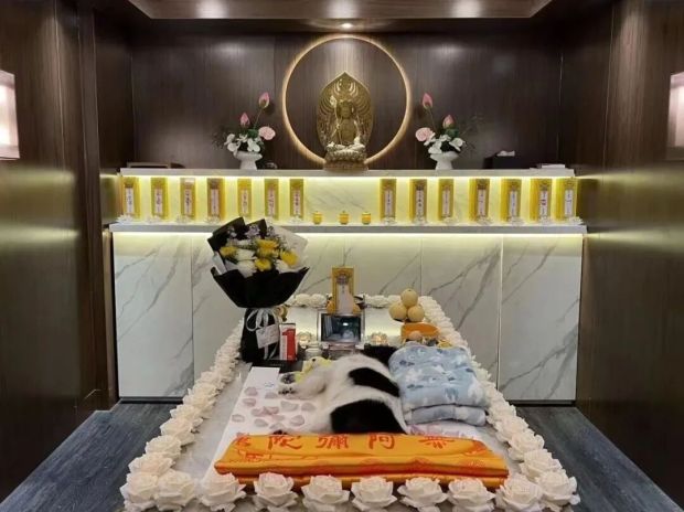 KAIYUN：“毛孩子”的身后事里藏着大生意(图1)