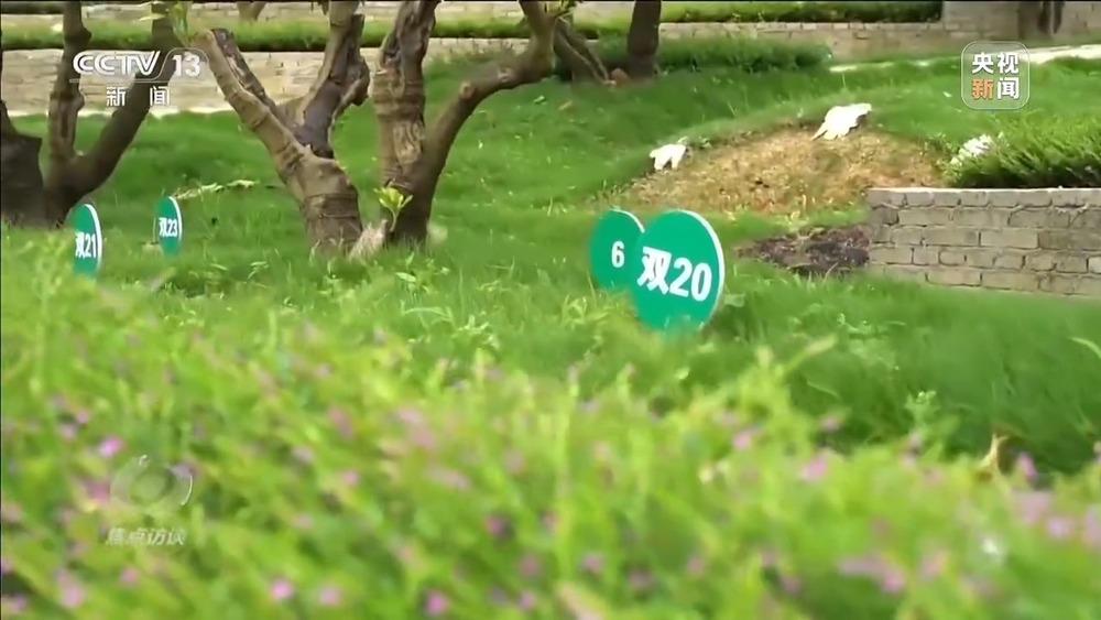 焦点访谈丨移风易俗减负又暖心殡葬新风扎根乡村沃土(图25)