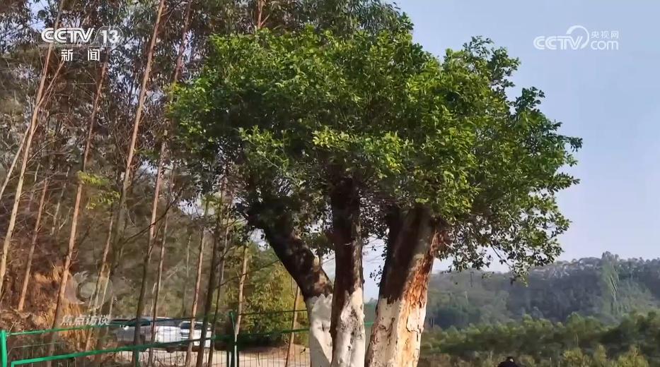 KAIYUN入口：焦点访谈｜深化殡葬改革书写移风易俗民生答卷(图1)