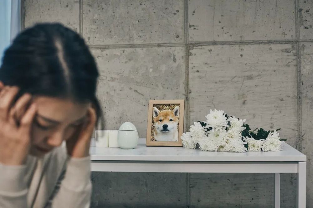 KAIYUN入口：宠物殡葬乱象调查：3000元难买体面告别无证经营与虚假火化何时休？(图1)